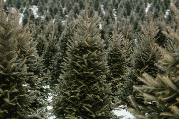 Real vs. Fake: Should I buy a real Christmas tree this year?