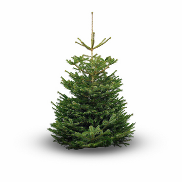 Nordmann Fir (Cut)