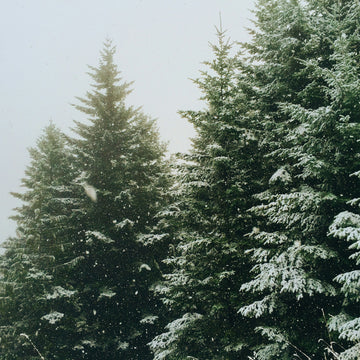 How to Choose the Perfect Christmas Tree: A Christmas Guide