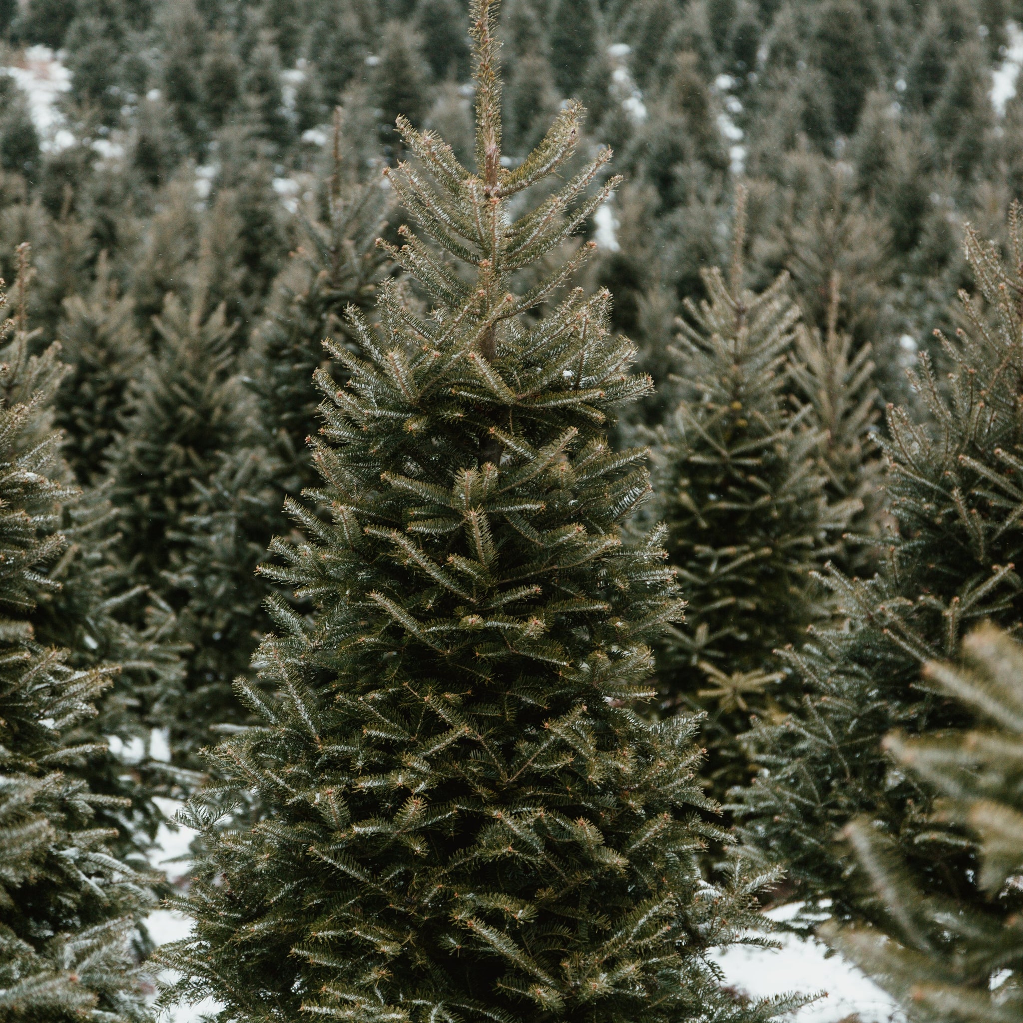 Real vs. Fake: Should I buy a real Christmas tree this year?