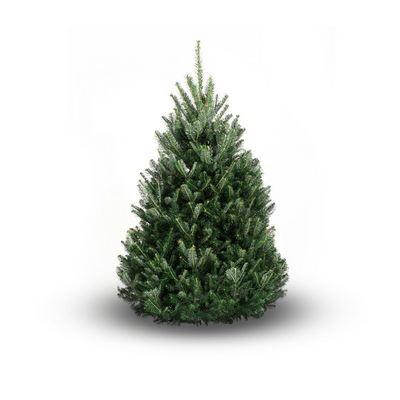 Fraser Fir