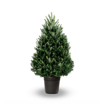 Fraser Fir Potted