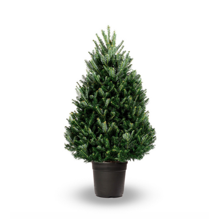 Fraser Fir Potted Real Christmas Tree