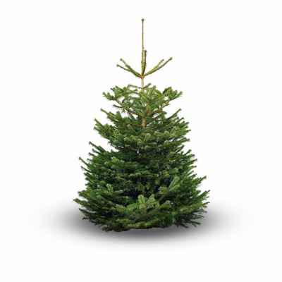 Nordmann Fir
