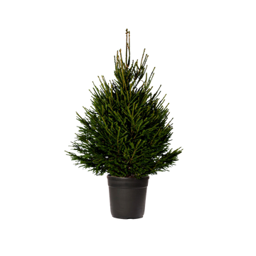 Norway Spruce Potted