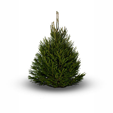 Norway Spruce